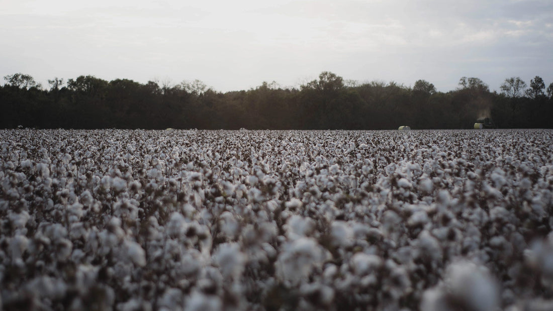 Cotton Farm
