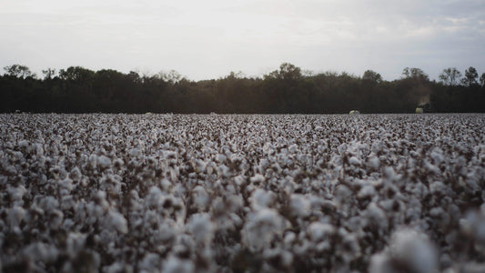Cotton Farm