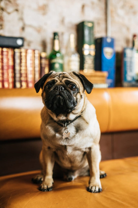 Frozen Jameson & Ginger for Sunny Days by PUG UGLYS
