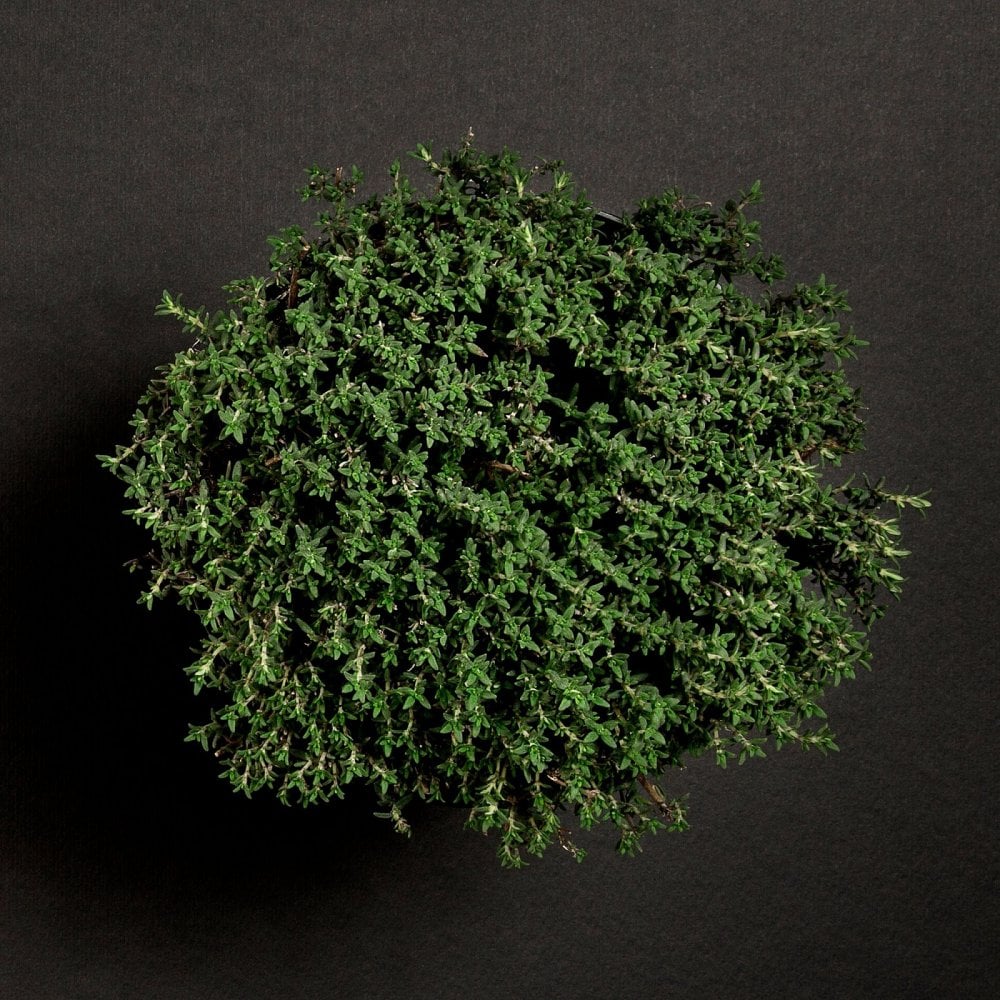 - TIME OUT - 20ml Shave Cream