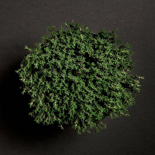 - TIME OUT - 20ml Shave Cream